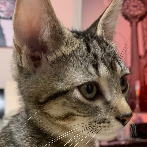 Meet your Posher, Fany - Picture 1 of 1